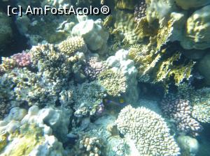 [P50] O vacanţă de relaxare - la snorkeling » foto by nicole33
 - 
<span class="allrVoted glyphicon glyphicon-heart hidden" id="av1091204"></span>
<a class="m-l-10 hidden" id="sv1091204" onclick="voting_Foto_DelVot(,1091204,48)" role="button">șterge vot <span class="glyphicon glyphicon-remove"></span></a>
<a id="v91091204" class=" c-red"  onclick="voting_Foto_SetVot(1091204)" role="button"><span class="glyphicon glyphicon-heart-empty"></span> <b>LIKE</b> = Votează poza</a> <img class="hidden"  id="f1091204W9" src="/imagini/loader.gif" border="0" /><span class="AjErrMes hidden" id="e1091204ErM"></span>