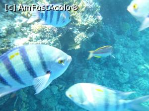 [P55] O vacanţă de relaxare - la snorkeling » foto by nicole33
 - 
<span class="allrVoted glyphicon glyphicon-heart hidden" id="av1091209"></span>
<a class="m-l-10 hidden" id="sv1091209" onclick="voting_Foto_DelVot(,1091209,48)" role="button">șterge vot <span class="glyphicon glyphicon-remove"></span></a>
<a id="v91091209" class=" c-red"  onclick="voting_Foto_SetVot(1091209)" role="button"><span class="glyphicon glyphicon-heart-empty"></span> <b>LIKE</b> = Votează poza</a> <img class="hidden"  id="f1091209W9" src="/imagini/loader.gif" border="0" /><span class="AjErrMes hidden" id="e1091209ErM"></span>