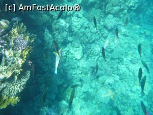 [P56] O vacanţă de relaxare - la snorkeling » foto by nicole33
 - 
<span class="allrVoted glyphicon glyphicon-heart hidden" id="av1091210"></span>
<a class="m-l-10 hidden" id="sv1091210" onclick="voting_Foto_DelVot(,1091210,48)" role="button">șterge vot <span class="glyphicon glyphicon-remove"></span></a>
<a id="v91091210" class=" c-red"  onclick="voting_Foto_SetVot(1091210)" role="button"><span class="glyphicon glyphicon-heart-empty"></span> <b>LIKE</b> = Votează poza</a> <img class="hidden"  id="f1091210W9" src="/imagini/loader.gif" border="0" /><span class="AjErrMes hidden" id="e1091210ErM"></span>
