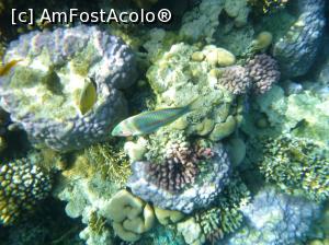 [P57] O vacanţă de relaxare - la snorkeling » foto by nicole33
 - 
<span class="allrVoted glyphicon glyphicon-heart hidden" id="av1091211"></span>
<a class="m-l-10 hidden" id="sv1091211" onclick="voting_Foto_DelVot(,1091211,48)" role="button">șterge vot <span class="glyphicon glyphicon-remove"></span></a>
<a id="v91091211" class=" c-red"  onclick="voting_Foto_SetVot(1091211)" role="button"><span class="glyphicon glyphicon-heart-empty"></span> <b>LIKE</b> = Votează poza</a> <img class="hidden"  id="f1091211W9" src="/imagini/loader.gif" border="0" /><span class="AjErrMes hidden" id="e1091211ErM"></span>