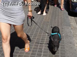 [P14] Animalut de companie, pe ,,Rambla' » foto by simon_niculae
 - 
<span class="allrVoted glyphicon glyphicon-heart hidden" id="av786836"></span>
<a class="m-l-10 hidden" id="sv786836" onclick="voting_Foto_DelVot(,786836,480)" role="button">șterge vot <span class="glyphicon glyphicon-remove"></span></a>
<a id="v9786836" class=" c-red"  onclick="voting_Foto_SetVot(786836)" role="button"><span class="glyphicon glyphicon-heart-empty"></span> <b>LIKE</b> = Votează poza</a> <img class="hidden"  id="f786836W9" src="/imagini/loader.gif" border="0" /><span class="AjErrMes hidden" id="e786836ErM"></span>