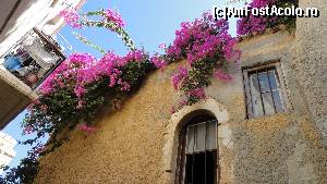 [P10] florile din pietrele orasului vechi » foto by simon_niculae
 - 
<span class="allrVoted glyphicon glyphicon-heart hidden" id="av560278"></span>
<a class="m-l-10 hidden" id="sv560278" onclick="voting_Foto_DelVot(,560278,481)" role="button">șterge vot <span class="glyphicon glyphicon-remove"></span></a>
<a id="v9560278" class=" c-red"  onclick="voting_Foto_SetVot(560278)" role="button"><span class="glyphicon glyphicon-heart-empty"></span> <b>LIKE</b> = Votează poza</a> <img class="hidden"  id="f560278W9" src="/imagini/loader.gif" border="0" /><span class="AjErrMes hidden" id="e560278ErM"></span>