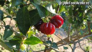 [P12] ciresele din Surinam! » foto by simon_niculae
 - 
<span class="allrVoted glyphicon glyphicon-heart hidden" id="av560280"></span>
<a class="m-l-10 hidden" id="sv560280" onclick="voting_Foto_DelVot(,560280,481)" role="button">șterge vot <span class="glyphicon glyphicon-remove"></span></a>
<a id="v9560280" class=" c-red"  onclick="voting_Foto_SetVot(560280)" role="button"><span class="glyphicon glyphicon-heart-empty"></span> <b>LIKE</b> = Votează poza</a> <img class="hidden"  id="f560280W9" src="/imagini/loader.gif" border="0" /><span class="AjErrMes hidden" id="e560280ErM"></span>
