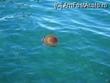 [P08] O meduza uriasa in portul din Chania » foto by BOGDAN DSN
 - 
<span class="allrVoted glyphicon glyphicon-heart hidden" id="av90716"></span>
<a class="m-l-10 hidden" id="sv90716" onclick="voting_Foto_DelVot(,90716,481)" role="button">șterge vot <span class="glyphicon glyphicon-remove"></span></a>
<a id="v990716" class=" c-red"  onclick="voting_Foto_SetVot(90716)" role="button"><span class="glyphicon glyphicon-heart-empty"></span> <b>LIKE</b> = Votează poza</a> <img class="hidden"  id="f90716W9" src="/imagini/loader.gif" border="0" /><span class="AjErrMes hidden" id="e90716ErM"></span>