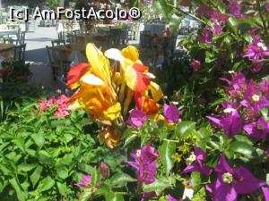 [P02] Am ajuns in Creta, insula florilor » foto by dorgo
 - 
<span class="allrVoted glyphicon glyphicon-heart hidden" id="av1125212"></span>
<a class="m-l-10 hidden" id="sv1125212" onclick="voting_Foto_DelVot(,1125212,481)" role="button">șterge vot <span class="glyphicon glyphicon-remove"></span></a>
<a id="v91125212" class=" c-red"  onclick="voting_Foto_SetVot(1125212)" role="button"><span class="glyphicon glyphicon-heart-empty"></span> <b>LIKE</b> = Votează poza</a> <img class="hidden"  id="f1125212W9" src="/imagini/loader.gif" border="0" /><span class="AjErrMes hidden" id="e1125212ErM"></span>