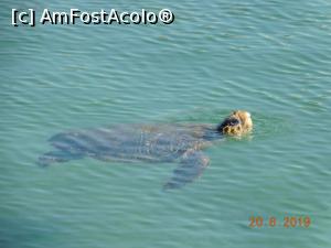 [P41] În portul din Chania, o Caretta Caretta » foto by irinad
 - 
<span class="allrVoted glyphicon glyphicon-heart hidden" id="av1084193"></span>
<a class="m-l-10 hidden" id="sv1084193" onclick="voting_Foto_DelVot(,1084193,481)" role="button">șterge vot <span class="glyphicon glyphicon-remove"></span></a>
<a id="v91084193" class=" c-red"  onclick="voting_Foto_SetVot(1084193)" role="button"><span class="glyphicon glyphicon-heart-empty"></span> <b>LIKE</b> = Votează poza</a> <img class="hidden"  id="f1084193W9" src="/imagini/loader.gif" border="0" /><span class="AjErrMes hidden" id="e1084193ErM"></span>