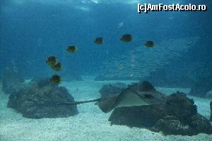 [P05] Oceanarium » foto by marijuan
 - 
<span class="allrVoted glyphicon glyphicon-heart hidden" id="av688878"></span>
<a class="m-l-10 hidden" id="sv688878" onclick="voting_Foto_DelVot(,688878,516)" role="button">șterge vot <span class="glyphicon glyphicon-remove"></span></a>
<a id="v9688878" class=" c-red"  onclick="voting_Foto_SetVot(688878)" role="button"><span class="glyphicon glyphicon-heart-empty"></span> <b>LIKE</b> = Votează poza</a> <img class="hidden"  id="f688878W9" src="/imagini/loader.gif" border="0" /><span class="AjErrMes hidden" id="e688878ErM"></span>