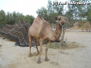 [P05] cort tunisian » foto by DaniX
 - 
<span class="allrVoted glyphicon glyphicon-heart hidden" id="av357518"></span>
<a class="m-l-10 hidden" id="sv357518" onclick="voting_Foto_DelVot(,357518,555)" role="button">șterge vot <span class="glyphicon glyphicon-remove"></span></a>
<a id="v9357518" class=" c-red"  onclick="voting_Foto_SetVot(357518)" role="button"><span class="glyphicon glyphicon-heart-empty"></span> <b>LIKE</b> = Votează poza</a> <img class="hidden"  id="f357518W9" src="/imagini/loader.gif" border="0" /><span class="AjErrMes hidden" id="e357518ErM"></span>