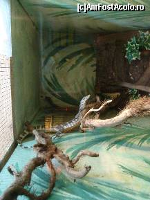[P10] Un varan urias din expozitia de reptile. » foto by Utube
 - 
<span class="allrVoted glyphicon glyphicon-heart hidden" id="av155216"></span>
<a class="m-l-10 hidden" id="sv155216" onclick="voting_Foto_DelVot(,155216,557)" role="button">șterge vot <span class="glyphicon glyphicon-remove"></span></a>
<a id="v9155216" class=" c-red"  onclick="voting_Foto_SetVot(155216)" role="button"><span class="glyphicon glyphicon-heart-empty"></span> <b>LIKE</b> = Votează poza</a> <img class="hidden"  id="f155216W9" src="/imagini/loader.gif" border="0" /><span class="AjErrMes hidden" id="e155216ErM"></span>