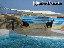 [P18] Uite ce frumosi suntem! » foto by Utube
 - 
<span class="allrVoted glyphicon glyphicon-heart hidden" id="av155227"></span>
<a class="m-l-10 hidden" id="sv155227" onclick="voting_Foto_DelVot(,155227,557)" role="button">șterge vot <span class="glyphicon glyphicon-remove"></span></a>
<a id="v9155227" class=" c-red"  onclick="voting_Foto_SetVot(155227)" role="button"><span class="glyphicon glyphicon-heart-empty"></span> <b>LIKE</b> = Votează poza</a> <img class="hidden"  id="f155227W9" src="/imagini/loader.gif" border="0" /><span class="AjErrMes hidden" id="e155227ErM"></span>