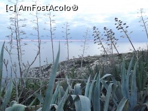 [P12] Vegetaţie lângă Blue Grotto » foto by irinad
 - 
<span class="allrVoted glyphicon glyphicon-heart hidden" id="av953591"></span>
<a class="m-l-10 hidden" id="sv953591" onclick="voting_Foto_DelVot(,953591,557)" role="button">șterge vot <span class="glyphicon glyphicon-remove"></span></a>
<a id="v9953591" class=" c-red"  onclick="voting_Foto_SetVot(953591)" role="button"><span class="glyphicon glyphicon-heart-empty"></span> <b>LIKE</b> = Votează poza</a> <img class="hidden"  id="f953591W9" src="/imagini/loader.gif" border="0" /><span class="AjErrMes hidden" id="e953591ErM"></span>