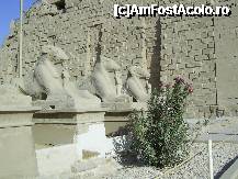[P25] Karnak - Sfincsi cu trup de leu si cap de berbec. » foto by iulianic
 - 
<span class="allrVoted glyphicon glyphicon-heart hidden" id="av298422"></span>
<a class="m-l-10 hidden" id="sv298422" onclick="voting_Foto_DelVot(,298422,566)" role="button">șterge vot <span class="glyphicon glyphicon-remove"></span></a>
<a id="v9298422" class=" c-red"  onclick="voting_Foto_SetVot(298422)" role="button"><span class="glyphicon glyphicon-heart-empty"></span> <b>LIKE</b> = Votează poza</a> <img class="hidden"  id="f298422W9" src="/imagini/loader.gif" border="0" /><span class="AjErrMes hidden" id="e298422ErM"></span>