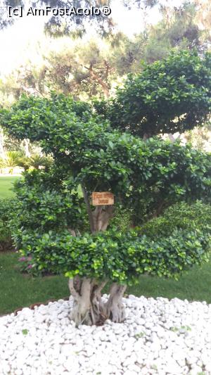 [P28] Multe plante ornamentale pe tot cuprinsul hotelului » foto by sebigeanina
 - 
<span class="allrVoted glyphicon glyphicon-heart hidden" id="av873610"></span>
<a class="m-l-10 hidden" id="sv873610" onclick="voting_Foto_DelVot(,873610,58)" role="button">șterge vot <span class="glyphicon glyphicon-remove"></span></a>
<a id="v9873610" class=" c-red"  onclick="voting_Foto_SetVot(873610)" role="button"><span class="glyphicon glyphicon-heart-empty"></span> <b>LIKE</b> = Votează poza</a> <img class="hidden"  id="f873610W9" src="/imagini/loader.gif" border="0" /><span class="AjErrMes hidden" id="e873610ErM"></span>