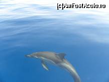 [P03] un delfin surprins de aparatul foto » foto by raluca.c
 - 
<span class="allrVoted glyphicon glyphicon-heart hidden" id="av125254"></span>
<a class="m-l-10 hidden" id="sv125254" onclick="voting_Foto_DelVot(,125254,583)" role="button">șterge vot <span class="glyphicon glyphicon-remove"></span></a>
<a id="v9125254" class=" c-red"  onclick="voting_Foto_SetVot(125254)" role="button"><span class="glyphicon glyphicon-heart-empty"></span> <b>LIKE</b> = Votează poza</a> <img class="hidden"  id="f125254W9" src="/imagini/loader.gif" border="0" /><span class="AjErrMes hidden" id="e125254ErM"></span>