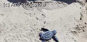 [P37] O broscuță vrea la mare... am avut norocul să fim martori la minunea naturii » foto by Mayrose
 - 
<span class="allrVoted glyphicon glyphicon-heart hidden" id="av1004264"></span>
<a class="m-l-10 hidden" id="sv1004264" onclick="voting_Foto_DelVot(,1004264,586)" role="button">șterge vot <span class="glyphicon glyphicon-remove"></span></a>
<a id="v91004264" class=" c-red"  onclick="voting_Foto_SetVot(1004264)" role="button"><span class="glyphicon glyphicon-heart-empty"></span> <b>LIKE</b> = Votează poza</a> <img class="hidden"  id="f1004264W9" src="/imagini/loader.gif" border="0" /><span class="AjErrMes hidden" id="e1004264ErM"></span>