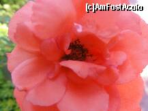 [P13]  -- <small>// FĂRĂ DESCRIERE</small> » foto by Alina15
 - 
<span class="allrVoted glyphicon glyphicon-heart hidden" id="av136322"></span>
<a class="m-l-10 hidden" id="sv136322" onclick="voting_Foto_DelVot(,136322,6)" role="button">șterge vot <span class="glyphicon glyphicon-remove"></span></a>
<a id="v9136322" class=" c-red"  onclick="voting_Foto_SetVot(136322)" role="button"><span class="glyphicon glyphicon-heart-empty"></span> <b>LIKE</b> = Votează poza</a> <img class="hidden"  id="f136322W9" src="/imagini/loader.gif" border="0" /><span class="AjErrMes hidden" id="e136322ErM"></span>
