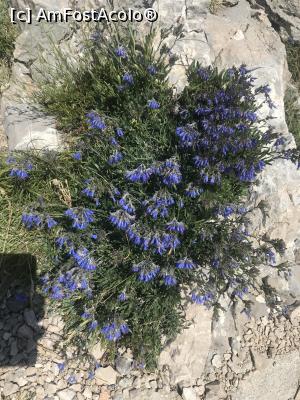 [P28] Floricelele lui Biokovo » foto by krisstinna
 - 
<span class="allrVoted glyphicon glyphicon-heart hidden" id="av993951"></span>
<a class="m-l-10 hidden" id="sv993951" onclick="voting_Foto_DelVot(,993951,619)" role="button">șterge vot <span class="glyphicon glyphicon-remove"></span></a>
<a id="v9993951" class=" c-red"  onclick="voting_Foto_SetVot(993951)" role="button"><span class="glyphicon glyphicon-heart-empty"></span> <b>LIKE</b> = Votează poza</a> <img class="hidden"  id="f993951W9" src="/imagini/loader.gif" border="0" /><span class="AjErrMes hidden" id="e993951ErM"></span>