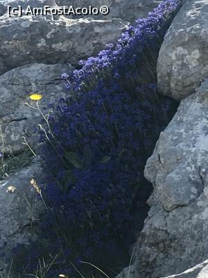 [P38] Floricele printre stâncile albe » foto by krisstinna
 - 
<span class="allrVoted glyphicon glyphicon-heart hidden" id="av993963"></span>
<a class="m-l-10 hidden" id="sv993963" onclick="voting_Foto_DelVot(,993963,619)" role="button">șterge vot <span class="glyphicon glyphicon-remove"></span></a>
<a id="v9993963" class=" c-red"  onclick="voting_Foto_SetVot(993963)" role="button"><span class="glyphicon glyphicon-heart-empty"></span> <b>LIKE</b> = Votează poza</a> <img class="hidden"  id="f993963W9" src="/imagini/loader.gif" border="0" /><span class="AjErrMes hidden" id="e993963ErM"></span>