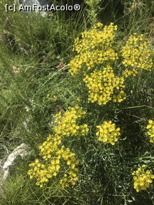 [P42] Floricele, Biokovo » foto by krisstinna
 - 
<span class="allrVoted glyphicon glyphicon-heart hidden" id="av993974"></span>
<a class="m-l-10 hidden" id="sv993974" onclick="voting_Foto_DelVot(,993974,619)" role="button">șterge vot <span class="glyphicon glyphicon-remove"></span></a>
<a id="v9993974" class=" c-red"  onclick="voting_Foto_SetVot(993974)" role="button"><span class="glyphicon glyphicon-heart-empty"></span> <b>LIKE</b> = Votează poza</a> <img class="hidden"  id="f993974W9" src="/imagini/loader.gif" border="0" /><span class="AjErrMes hidden" id="e993974ErM"></span>