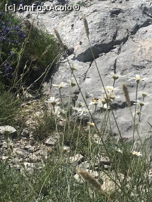 [P45] Floricele, Biokovo » foto by krisstinna
 - 
<span class="allrVoted glyphicon glyphicon-heart hidden" id="av993983"></span>
<a class="m-l-10 hidden" id="sv993983" onclick="voting_Foto_DelVot(,993983,619)" role="button">șterge vot <span class="glyphicon glyphicon-remove"></span></a>
<a id="v9993983" class=" c-red"  onclick="voting_Foto_SetVot(993983)" role="button"><span class="glyphicon glyphicon-heart-empty"></span> <b>LIKE</b> = Votează poza</a> <img class="hidden"  id="f993983W9" src="/imagini/loader.gif" border="0" /><span class="AjErrMes hidden" id="e993983ErM"></span>