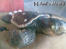 [P12] Renumita si ocrotita broasca testoasa Caretta Caretta » foto by mamaruta
 - 
<span class="allrVoted glyphicon glyphicon-heart hidden" id="av4432"></span>
<a class="m-l-10 hidden" id="sv4432" onclick="voting_Foto_DelVot(,4432,640)" role="button">șterge vot <span class="glyphicon glyphicon-remove"></span></a>
<a id="v94432" class=" c-red"  onclick="voting_Foto_SetVot(4432)" role="button"><span class="glyphicon glyphicon-heart-empty"></span> <b>LIKE</b> = Votează poza</a> <img class="hidden"  id="f4432W9" src="/imagini/loader.gif" border="0" /><span class="AjErrMes hidden" id="e4432ErM"></span>