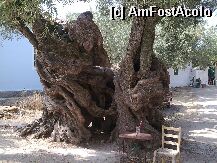 [P07] Maslinul de 500 de ani » foto by mamaruta
 - 
<span class="allrVoted glyphicon glyphicon-heart hidden" id="av4427"></span>
<a class="m-l-10 hidden" id="sv4427" onclick="voting_Foto_DelVot(,4427,640)" role="button">șterge vot <span class="glyphicon glyphicon-remove"></span></a>
<a id="v94427" class=" c-red"  onclick="voting_Foto_SetVot(4427)" role="button"><span class="glyphicon glyphicon-heart-empty"></span> <b>LIKE</b> = Votează poza</a> <img class="hidden"  id="f4427W9" src="/imagini/loader.gif" border="0" /><span class="AjErrMes hidden" id="e4427ErM"></span>