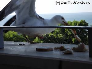 [P02] invitatie la masa la balcon...  » foto by felixon
 - 
<span class="allrVoted glyphicon glyphicon-heart hidden" id="av634854"></span>
<a class="m-l-10 hidden" id="sv634854" onclick="voting_Foto_DelVot(,634854,649)" role="button">șterge vot <span class="glyphicon glyphicon-remove"></span></a>
<a id="v9634854" class=" c-red"  onclick="voting_Foto_SetVot(634854)" role="button"><span class="glyphicon glyphicon-heart-empty"></span> <b>LIKE</b> = Votează poza</a> <img class="hidden"  id="f634854W9" src="/imagini/loader.gif" border="0" /><span class="AjErrMes hidden" id="e634854ErM"></span>