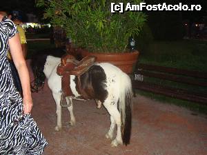 [P09] modalitate de distractie pt copii -plimbare cu poneiul » foto by danadana*
 - 
<span class="allrVoted glyphicon glyphicon-heart hidden" id="av499078"></span>
<a class="m-l-10 hidden" id="sv499078" onclick="voting_Foto_DelVot(,499078,650)" role="button">șterge vot <span class="glyphicon glyphicon-remove"></span></a>
<a id="v9499078" class=" c-red"  onclick="voting_Foto_SetVot(499078)" role="button"><span class="glyphicon glyphicon-heart-empty"></span> <b>LIKE</b> = Votează poza</a> <img class="hidden"  id="f499078W9" src="/imagini/loader.gif" border="0" /><span class="AjErrMes hidden" id="e499078ErM"></span>
