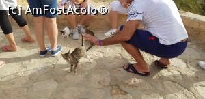 [P58] Cu jeepul prin Sahara – hrăneam pisicuţele în oaza de munte Chebika » foto by nicole33
 - 
<span class="allrVoted glyphicon glyphicon-heart hidden" id="av1165878"></span>
<a class="m-l-10 hidden" id="sv1165878" onclick="voting_Foto_DelVot(,1165878,658)" role="button">șterge vot <span class="glyphicon glyphicon-remove"></span></a>
<a id="v91165878" class=" c-red"  onclick="voting_Foto_SetVot(1165878)" role="button"><span class="glyphicon glyphicon-heart-empty"></span> <b>LIKE</b> = Votează poza</a> <img class="hidden"  id="f1165878W9" src="/imagini/loader.gif" border="0" /><span class="AjErrMes hidden" id="e1165878ErM"></span>