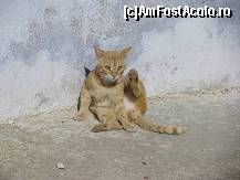 [P04] langa peretii moscheei din Kairouan un pisoi ne saluta regulamentar » foto by cristi_an3000
 - 
<span class="allrVoted glyphicon glyphicon-heart hidden" id="av77190"></span>
<a class="m-l-10 hidden" id="sv77190" onclick="voting_Foto_DelVot(,77190,658)" role="button">șterge vot <span class="glyphicon glyphicon-remove"></span></a>
<a id="v977190" class=" c-red"  onclick="voting_Foto_SetVot(77190)" role="button"><span class="glyphicon glyphicon-heart-empty"></span> <b>LIKE</b> = Votează poza</a> <img class="hidden"  id="f77190W9" src="/imagini/loader.gif" border="0" /><span class="AjErrMes hidden" id="e77190ErM"></span>