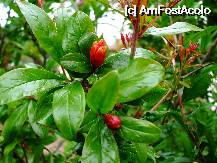 [P41] flori de rodii » foto by catahappy
 - 
<span class="allrVoted glyphicon glyphicon-heart hidden" id="av7940"></span>
<a class="m-l-10 hidden" id="sv7940" onclick="voting_Foto_DelVot(,7940,658)" role="button">șterge vot <span class="glyphicon glyphicon-remove"></span></a>
<a id="v97940" class=" c-red"  onclick="voting_Foto_SetVot(7940)" role="button"><span class="glyphicon glyphicon-heart-empty"></span> <b>LIKE</b> = Votează poza</a> <img class="hidden"  id="f7940W9" src="/imagini/loader.gif" border="0" /><span class="AjErrMes hidden" id="e7940ErM"></span>
