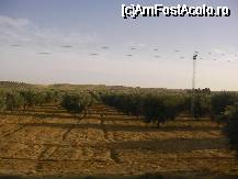 [P29] Plantatie de maslini in sudul Tunisiei » foto by ancamariagadea*
 - 
<span class="allrVoted glyphicon glyphicon-heart hidden" id="av32351"></span>
<a class="m-l-10 hidden" id="sv32351" onclick="voting_Foto_DelVot(,32351,658)" role="button">șterge vot <span class="glyphicon glyphicon-remove"></span></a>
<a id="v932351" class=" c-red"  onclick="voting_Foto_SetVot(32351)" role="button"><span class="glyphicon glyphicon-heart-empty"></span> <b>LIKE</b> = Votează poza</a> <img class="hidden"  id="f32351W9" src="/imagini/loader.gif" border="0" /><span class="AjErrMes hidden" id="e32351ErM"></span>