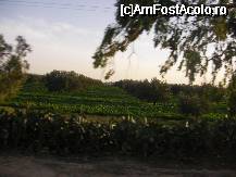[P30] Plantatie de maslini si legume, protejata cu garduri din cactusi » foto by ancamariagadea*
 - 
<span class="allrVoted glyphicon glyphicon-heart hidden" id="av32352"></span>
<a class="m-l-10 hidden" id="sv32352" onclick="voting_Foto_DelVot(,32352,658)" role="button">șterge vot <span class="glyphicon glyphicon-remove"></span></a>
<a id="v932352" class=" c-red"  onclick="voting_Foto_SetVot(32352)" role="button"><span class="glyphicon glyphicon-heart-empty"></span> <b>LIKE</b> = Votează poza</a> <img class="hidden"  id="f32352W9" src="/imagini/loader.gif" border="0" /><span class="AjErrMes hidden" id="e32352ErM"></span>