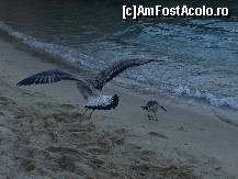 [P20] Atunci când plaja nu este populată de oameni, pescărușii își fac apariția.  » foto by Leono
 - 
<span class="allrVoted glyphicon glyphicon-heart hidden" id="av448756"></span>
<a class="m-l-10 hidden" id="sv448756" onclick="voting_Foto_DelVot(,448756,679)" role="button">șterge vot <span class="glyphicon glyphicon-remove"></span></a>
<a id="v9448756" class=" c-red"  onclick="voting_Foto_SetVot(448756)" role="button"><span class="glyphicon glyphicon-heart-empty"></span> <b>LIKE</b> = Votează poza</a> <img class="hidden"  id="f448756W9" src="/imagini/loader.gif" border="0" /><span class="AjErrMes hidden" id="e448756ErM"></span>