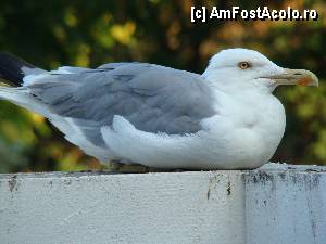 [P09]  -- <small>// FĂRĂ DESCRIERE</small> » foto by MORARUL
 - 
<span class="allrVoted glyphicon glyphicon-heart hidden" id="av348958"></span>
<a class="m-l-10 hidden" id="sv348958" onclick="voting_Foto_DelVot(,348958,679)" role="button">șterge vot <span class="glyphicon glyphicon-remove"></span></a>
<a id="v9348958" class=" c-red"  onclick="voting_Foto_SetVot(348958)" role="button"><span class="glyphicon glyphicon-heart-empty"></span> <b>LIKE</b> = Votează poza</a> <img class="hidden"  id="f348958W9" src="/imagini/loader.gif" border="0" /><span class="AjErrMes hidden" id="e348958ErM"></span>