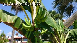 [P09] Fresh banana » foto by Cimbală
 - 
<span class="allrVoted glyphicon glyphicon-heart hidden" id="av1014303"></span>
<a class="m-l-10 hidden" id="sv1014303" onclick="voting_Foto_DelVot(,1014303,68)" role="button">șterge vot <span class="glyphicon glyphicon-remove"></span></a>
<a id="v91014303" class=" c-red"  onclick="voting_Foto_SetVot(1014303)" role="button"><span class="glyphicon glyphicon-heart-empty"></span> <b>LIKE</b> = Votează poza</a> <img class="hidden"  id="f1014303W9" src="/imagini/loader.gif" border="0" /><span class="AjErrMes hidden" id="e1014303ErM"></span>