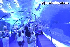 [P15] Aquarium in marele tunel » foto by nela_loly*
 - 
<span class="allrVoted glyphicon glyphicon-heart hidden" id="av437267"></span>
<a class="m-l-10 hidden" id="sv437267" onclick="voting_Foto_DelVot(,437267,68)" role="button">șterge vot <span class="glyphicon glyphicon-remove"></span></a>
<a id="v9437267" class=" c-red"  onclick="voting_Foto_SetVot(437267)" role="button"><span class="glyphicon glyphicon-heart-empty"></span> <b>LIKE</b> = Votează poza</a> <img class="hidden"  id="f437267W9" src="/imagini/loader.gif" border="0" /><span class="AjErrMes hidden" id="e437267ErM"></span>