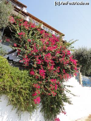 [P23] Floarea de hartie traditionala in Grecia.  » foto by livioarel*
 - 
<span class="allrVoted glyphicon glyphicon-heart hidden" id="av533399"></span>
<a class="m-l-10 hidden" id="sv533399" onclick="voting_Foto_DelVot(,533399,680)" role="button">șterge vot <span class="glyphicon glyphicon-remove"></span></a>
<a id="v9533399" class=" c-red"  onclick="voting_Foto_SetVot(533399)" role="button"><span class="glyphicon glyphicon-heart-empty"></span> <b>LIKE</b> = Votează poza</a> <img class="hidden"  id="f533399W9" src="/imagini/loader.gif" border="0" /><span class="AjErrMes hidden" id="e533399ErM"></span>