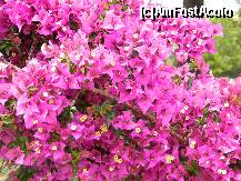[P20] Aceeasi 'floare de hartie' » foto by rromino
 - 
<span class="allrVoted glyphicon glyphicon-heart hidden" id="av210030"></span>
<a class="m-l-10 hidden" id="sv210030" onclick="voting_Foto_DelVot(,210030,680)" role="button">șterge vot <span class="glyphicon glyphicon-remove"></span></a>
<a id="v9210030" class=" c-red"  onclick="voting_Foto_SetVot(210030)" role="button"><span class="glyphicon glyphicon-heart-empty"></span> <b>LIKE</b> = Votează poza</a> <img class="hidden"  id="f210030W9" src="/imagini/loader.gif" border="0" /><span class="AjErrMes hidden" id="e210030ErM"></span>