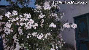 [P11] leandru alb in Metamorfosi » foto by silvia tudoran
 - 
<span class="allrVoted glyphicon glyphicon-heart hidden" id="av525286"></span>
<a class="m-l-10 hidden" id="sv525286" onclick="voting_Foto_DelVot(,525286,684)" role="button">șterge vot <span class="glyphicon glyphicon-remove"></span></a>
<a id="v9525286" class=" c-red"  onclick="voting_Foto_SetVot(525286)" role="button"><span class="glyphicon glyphicon-heart-empty"></span> <b>LIKE</b> = Votează poza</a> <img class="hidden"  id="f525286W9" src="/imagini/loader.gif" border="0" /><span class="AjErrMes hidden" id="e525286ErM"></span>