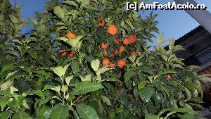 [P09] mandarin- in Metamorfosi » foto by silvia tudoran
 - 
<span class="allrVoted glyphicon glyphicon-heart hidden" id="av525280"></span>
<a class="m-l-10 hidden" id="sv525280" onclick="voting_Foto_DelVot(,525280,684)" role="button">șterge vot <span class="glyphicon glyphicon-remove"></span></a>
<a id="v9525280" class=" c-red"  onclick="voting_Foto_SetVot(525280)" role="button"><span class="glyphicon glyphicon-heart-empty"></span> <b>LIKE</b> = Votează poza</a> <img class="hidden"  id="f525280W9" src="/imagini/loader.gif" border="0" /><span class="AjErrMes hidden" id="e525280ErM"></span>