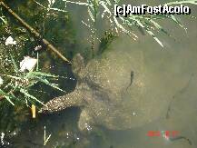 [P08] broasca testoasa de apa dulce _  in riul ( Acisu river ) minunat din fata hotelului » foto by jimmybitza*
 - 
<span class="allrVoted glyphicon glyphicon-heart hidden" id="av190021"></span>
<a class="m-l-10 hidden" id="sv190021" onclick="voting_Foto_DelVot(,190021,78)" role="button">șterge vot <span class="glyphicon glyphicon-remove"></span></a>
<a id="v9190021" class=" c-red"  onclick="voting_Foto_SetVot(190021)" role="button"><span class="glyphicon glyphicon-heart-empty"></span> <b>LIKE</b> = Votează poza</a> <img class="hidden"  id="f190021W9" src="/imagini/loader.gif" border="0" /><span class="AjErrMes hidden" id="e190021ErM"></span>