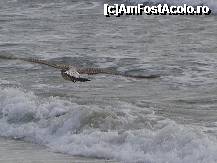 [P11] pescarusul agitat ca marea » foto by bobita
 - 
<span class="allrVoted glyphicon glyphicon-heart hidden" id="av193611"></span>
<a class="m-l-10 hidden" id="sv193611" onclick="voting_Foto_DelVot(,193611,784)" role="button">șterge vot <span class="glyphicon glyphicon-remove"></span></a>
<a id="v9193611" class=" c-red"  onclick="voting_Foto_SetVot(193611)" role="button"><span class="glyphicon glyphicon-heart-empty"></span> <b>LIKE</b> = Votează poza</a> <img class="hidden"  id="f193611W9" src="/imagini/loader.gif" border="0" /><span class="AjErrMes hidden" id="e193611ErM"></span>