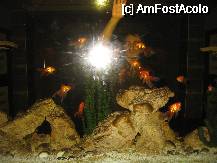 [P03] Acvariul de la SPA. » foto by balasa violeta
 - 
<span class="allrVoted glyphicon glyphicon-heart hidden" id="av74594"></span>
<a class="m-l-10 hidden" id="sv74594" onclick="voting_Foto_DelVot(,74594,8)" role="button">șterge vot <span class="glyphicon glyphicon-remove"></span></a>
<a id="v974594" class=" c-red"  onclick="voting_Foto_SetVot(74594)" role="button"><span class="glyphicon glyphicon-heart-empty"></span> <b>LIKE</b> = Votează poza</a> <img class="hidden"  id="f74594W9" src="/imagini/loader.gif" border="0" /><span class="AjErrMes hidden" id="e74594ErM"></span>