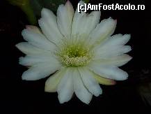 [P07] floare de cactus » foto by claudiu 71
 - 
<span class="allrVoted glyphicon glyphicon-heart hidden" id="av114706"></span>
<a class="m-l-10 hidden" id="sv114706" onclick="voting_Foto_DelVot(,114706,8)" role="button">șterge vot <span class="glyphicon glyphicon-remove"></span></a>
<a id="v9114706" class=" c-red"  onclick="voting_Foto_SetVot(114706)" role="button"><span class="glyphicon glyphicon-heart-empty"></span> <b>LIKE</b> = Votează poza</a> <img class="hidden"  id="f114706W9" src="/imagini/loader.gif" border="0" /><span class="AjErrMes hidden" id="e114706ErM"></span>