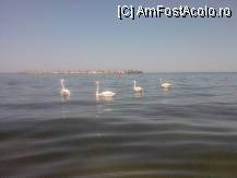 [P10] lebedele din fata hotelului Paradiso(se lasa hranite de catre oamenii binevoitori,venind pe plaja) » foto by ms65
 - 
<span class="allrVoted glyphicon glyphicon-heart hidden" id="av81999"></span>
<a class="m-l-10 hidden" id="sv81999" onclick="voting_Foto_DelVot(,81999,807)" role="button">șterge vot <span class="glyphicon glyphicon-remove"></span></a>
<a id="v981999" class=" c-red"  onclick="voting_Foto_SetVot(81999)" role="button"><span class="glyphicon glyphicon-heart-empty"></span> <b>LIKE</b> = Votează poza</a> <img class="hidden"  id="f81999W9" src="/imagini/loader.gif" border="0" /><span class="AjErrMes hidden" id="e81999ErM"></span>