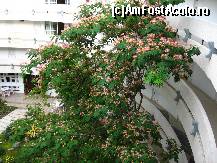 [P03] din minunile nipone prezente in gradina interioara, nu cred ca mai e pe undeva prin statiunile litoralului nost' » foto by zapacitu
 - 
<span class="allrVoted glyphicon glyphicon-heart hidden" id="av90636"></span>
<a class="m-l-10 hidden" id="sv90636" onclick="voting_Foto_DelVot(,90636,844)" role="button">șterge vot <span class="glyphicon glyphicon-remove"></span></a>
<a id="v990636" class=" c-red"  onclick="voting_Foto_SetVot(90636)" role="button"><span class="glyphicon glyphicon-heart-empty"></span> <b>LIKE</b> = Votează poza</a> <img class="hidden"  id="f90636W9" src="/imagini/loader.gif" border="0" /><span class="AjErrMes hidden" id="e90636ErM"></span>