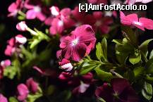 [P50] Cam off-topic, dar uite ce frumu sunt » foto by MCM
 - 
<span class="allrVoted glyphicon glyphicon-heart hidden" id="av332800"></span>
<a class="m-l-10 hidden" id="sv332800" onclick="voting_Foto_DelVot(,332800,86)" role="button">șterge vot <span class="glyphicon glyphicon-remove"></span></a>
<a id="v9332800" class=" c-red"  onclick="voting_Foto_SetVot(332800)" role="button"><span class="glyphicon glyphicon-heart-empty"></span> <b>LIKE</b> = Votează poza</a> <img class="hidden"  id="f332800W9" src="/imagini/loader.gif" border="0" /><span class="AjErrMes hidden" id="e332800ErM"></span>