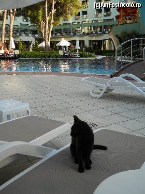 [P20] Paznicul piscinei mici » foto by tabache
 - 
<span class="allrVoted glyphicon glyphicon-heart hidden" id="av539115"></span>
<a class="m-l-10 hidden" id="sv539115" onclick="voting_Foto_DelVot(,539115,87)" role="button">șterge vot <span class="glyphicon glyphicon-remove"></span></a>
<a id="v9539115" class=" c-red"  onclick="voting_Foto_SetVot(539115)" role="button"><span class="glyphicon glyphicon-heart-empty"></span> <b>LIKE</b> = Votează poza</a> <img class="hidden"  id="f539115W9" src="/imagini/loader.gif" border="0" /><span class="AjErrMes hidden" id="e539115ErM"></span>