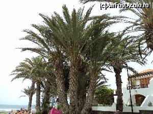 [P34] Playa de las Americas - Hotelul La Siesta. Si mai multi palmieruti.  » foto by vega06
 - 
<span class="allrVoted glyphicon glyphicon-heart hidden" id="av573091"></span>
<a class="m-l-10 hidden" id="sv573091" onclick="voting_Foto_DelVot(,573091,871)" role="button">șterge vot <span class="glyphicon glyphicon-remove"></span></a>
<a id="v9573091" class=" c-red"  onclick="voting_Foto_SetVot(573091)" role="button"><span class="glyphicon glyphicon-heart-empty"></span> <b>LIKE</b> = Votează poza</a> <img class="hidden"  id="f573091W9" src="/imagini/loader.gif" border="0" /><span class="AjErrMes hidden" id="e573091ErM"></span>